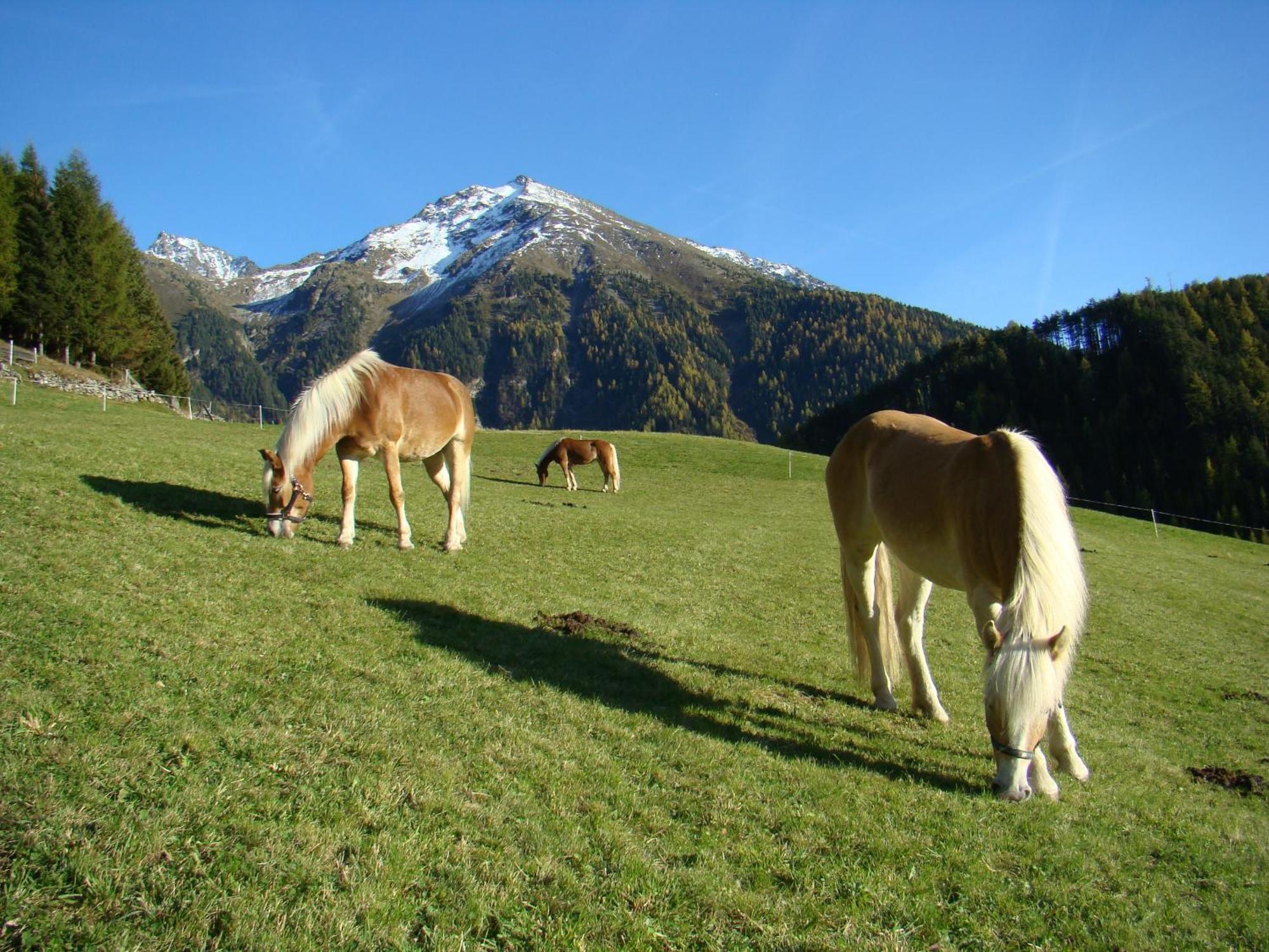 Bio & Reiterhof Der Veitenhof Umhausen Buitenkant foto